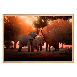 CEANOTHE Stampa incorniciata su polistirene Elefanti 66.2 x 95.7 cm