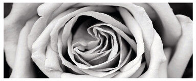 Inspire Quadro in vetro Black&White Rose 125x50 cm