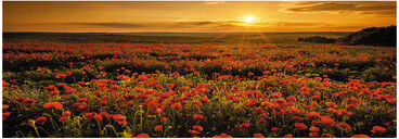 Inspire Dipinto su tela Poppies field 40x125 cm