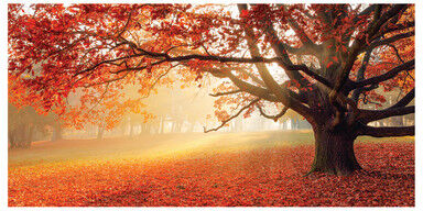 Inspire Quadro su tela Red forest 90x190 cm