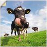 Artland Artprint Holstein-koe met enorme tong als artprint van aluminium, artprint voor buiten, artprint op linnen, poster, muursticker blauw 40 cm x 40 cm