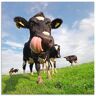 Artland Artprint Holstein-koe met enorme tong als artprint van aluminium, artprint voor buiten, artprint op linnen, poster, muursticker blauw 50 cm x 50 cm