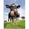 Artland Print op glas Holstein-koe met enorme tong blauw 60 cm x 80 cm