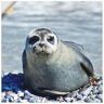 Artland Artprint Rob op het strand van Helgoland als muursticker in verschillende maten beige