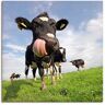 Artland Artprint Holstein-koe met enorme tong als artprint van aluminium, artprint voor buiten, artprint op linnen, poster, muursticker blauw 40 cm x 40 cm