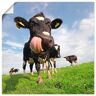 Artland Artprint Holstein-koe met enorme tong als artprint van aluminium, artprint voor buiten, artprint op linnen, poster, muursticker blauw 30 cm x 30 cm