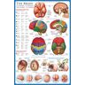 empireposter Educational educatieve poster The Brain educatieve poster, poster, poster, poster, gedrukt, maxiposter, versie in het Engels, afmetingen 61 x 91,5 cm