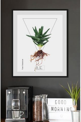 andas Acrylfoto met lijst »Pflanze Aloe Vera«  - 45.99 - wit