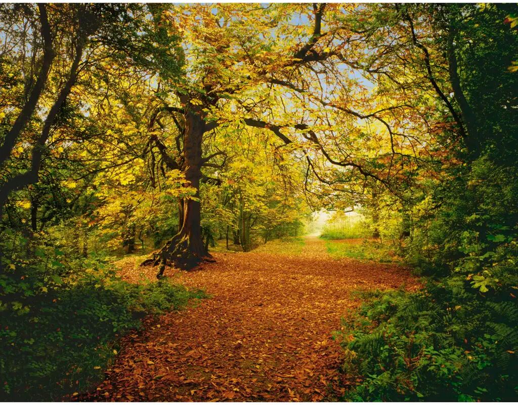 Komar Fotobehang Autumn Forrest 388x270 cm 8-068