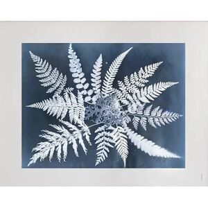 Fine Little Day Fern star plakat 40 x 50 cm