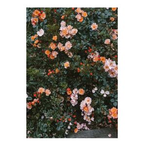 Fine Little Day Rose poster 70x100 cm