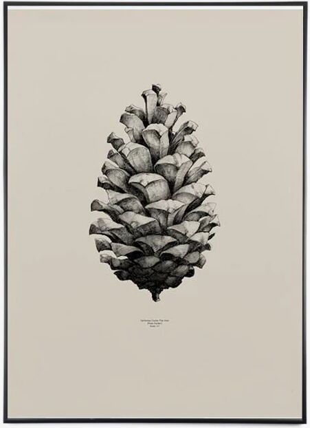 Paper Collective Nature 1: 1 Pine Cone, Sand