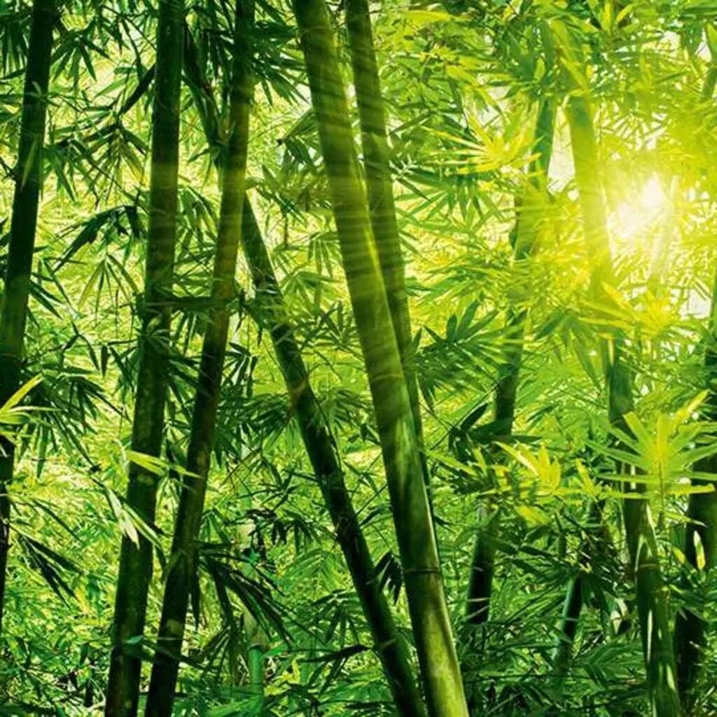 W&G Veggtapet Bamboo Forest