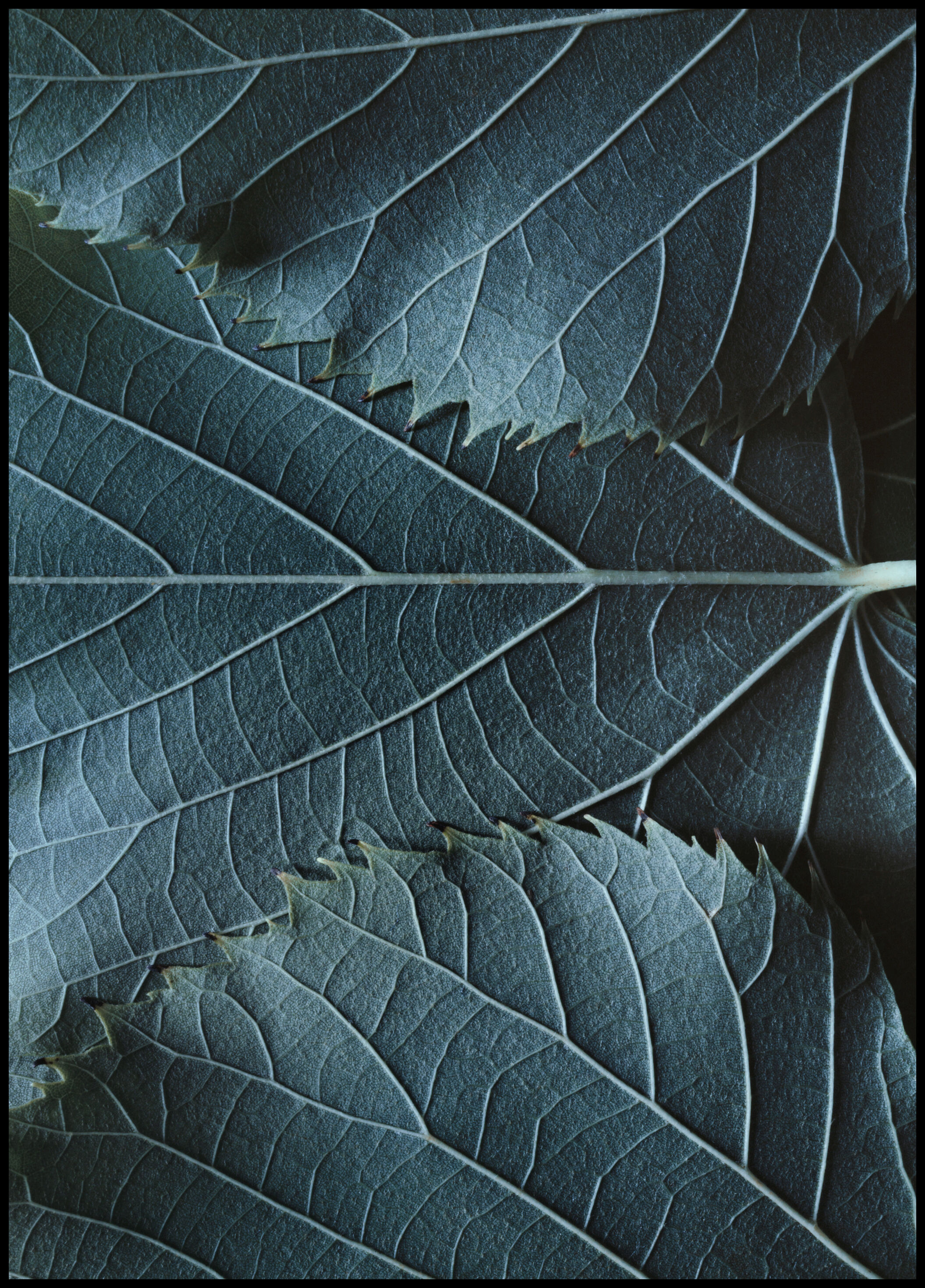 Lagervaror egen produktion Blue Leaves Plakat (30x40 Cm)