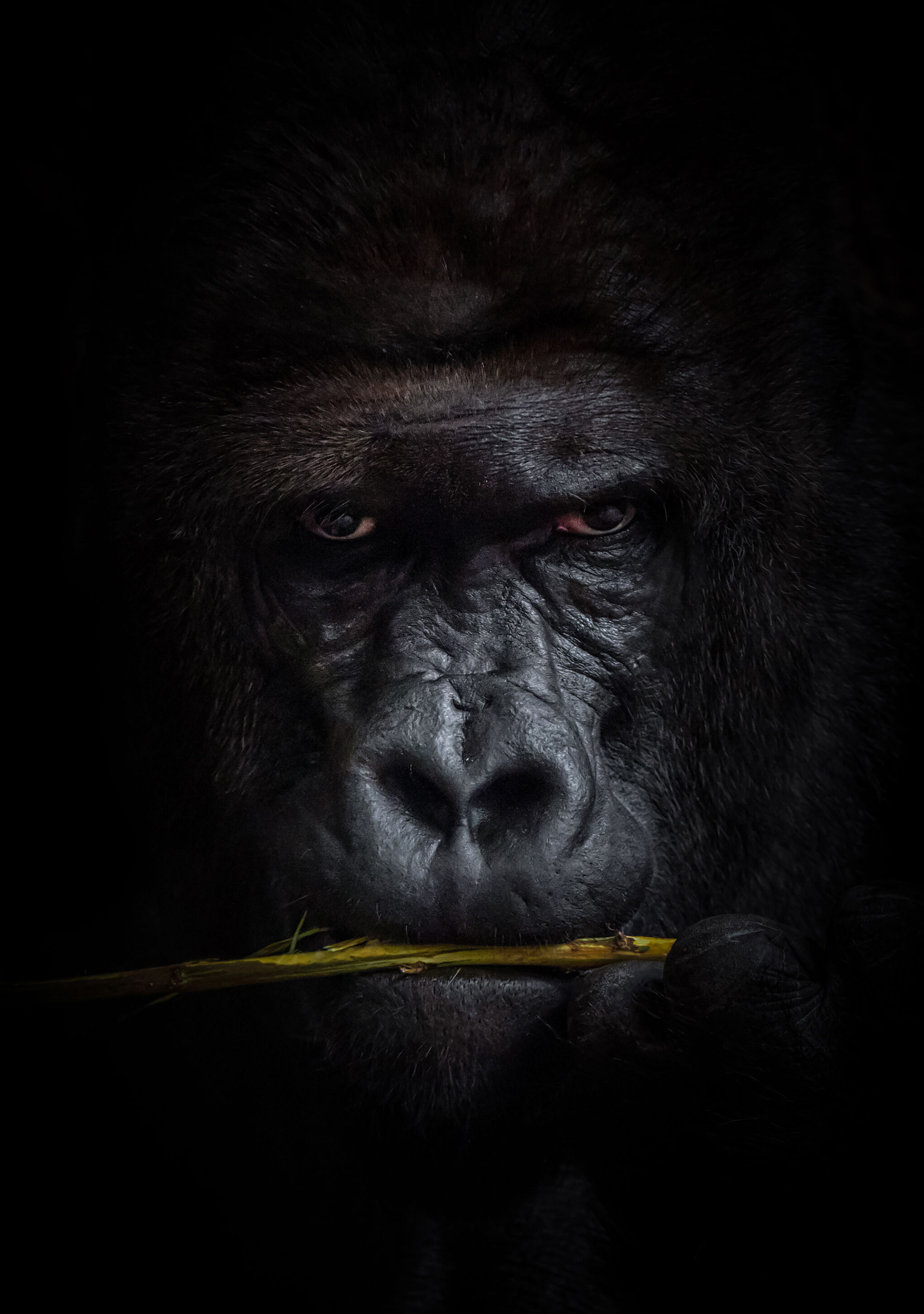 Lagervaror egen produktion Mysterious Gorilla Plakat (21x29.7 Cm (A4))