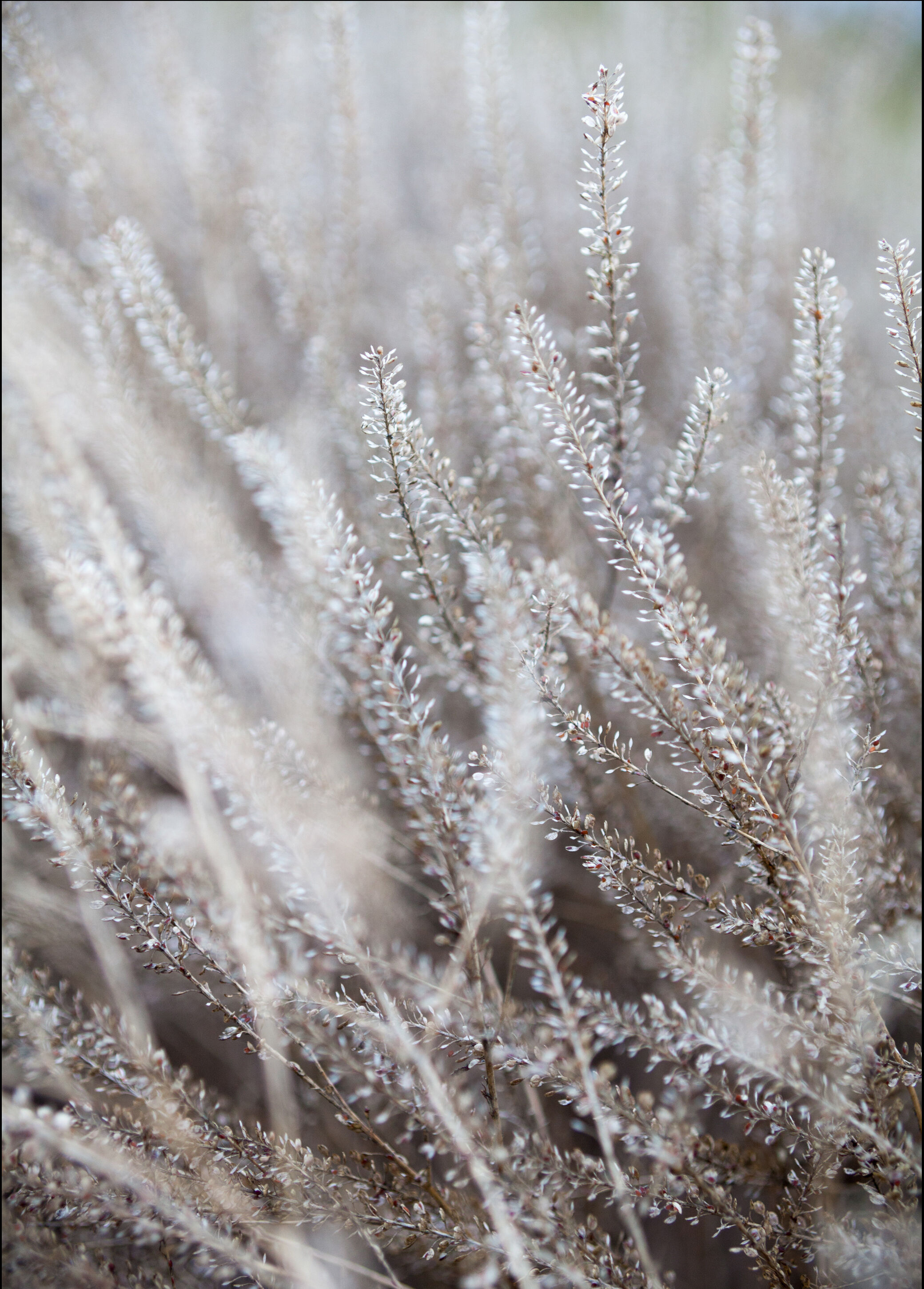 Lagervaror egen produktion Frosty Grass Plakat (70x100 Cm)