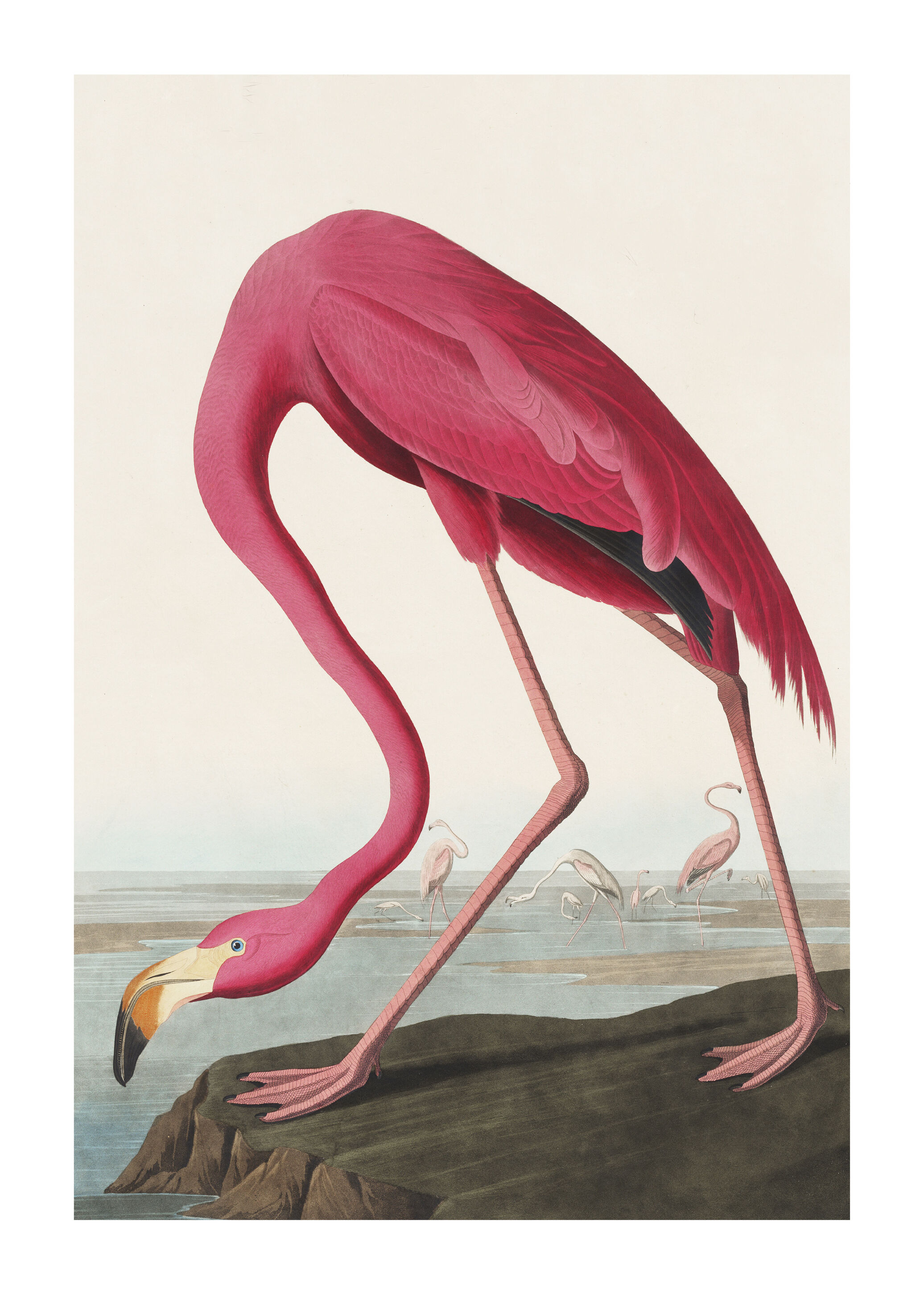 Lagervaror egen produktion American Flamingo Plakat (30x40 Cm)