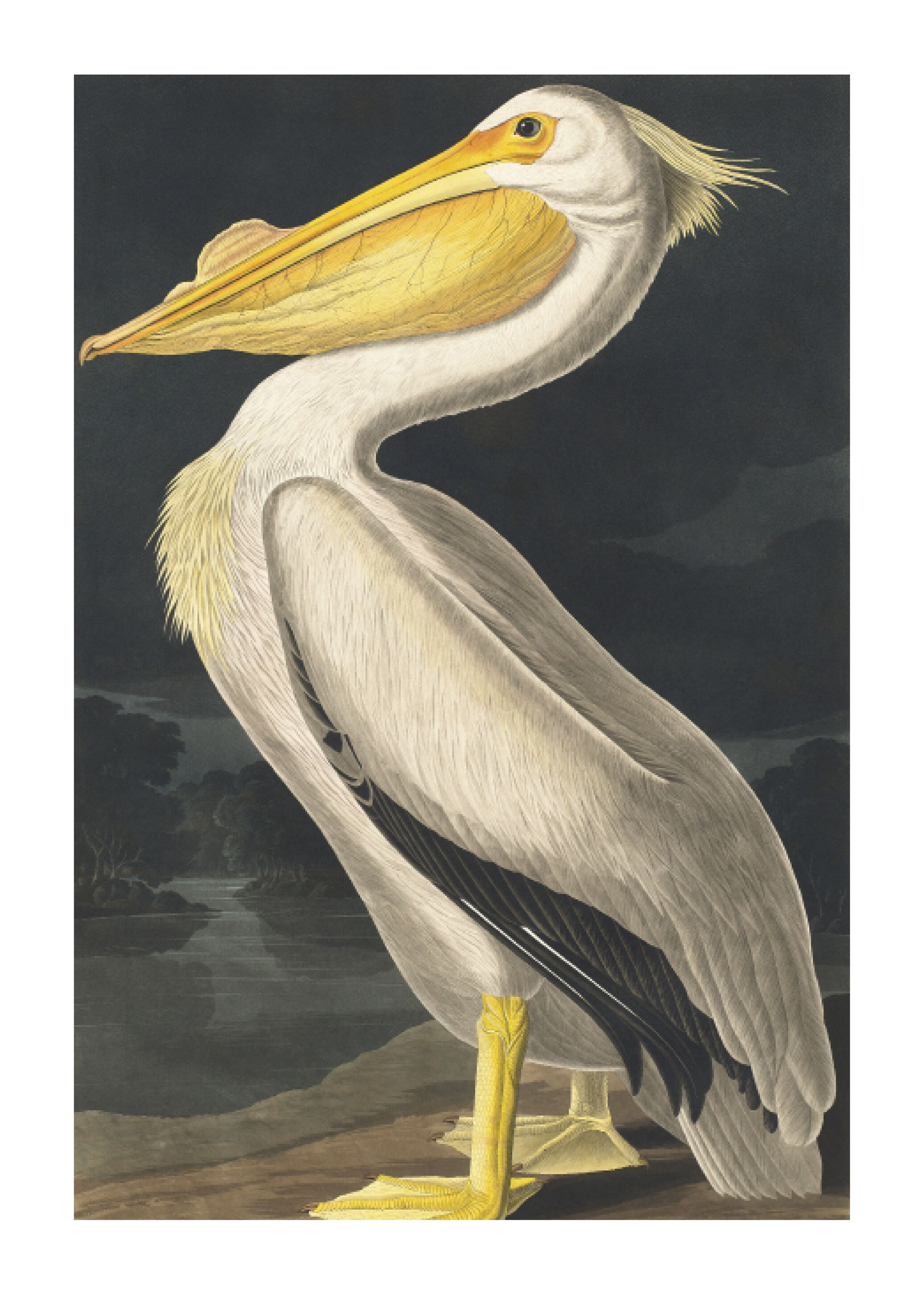 Lagervaror egen produktion American White Pelican Plakat (30x40 Cm)