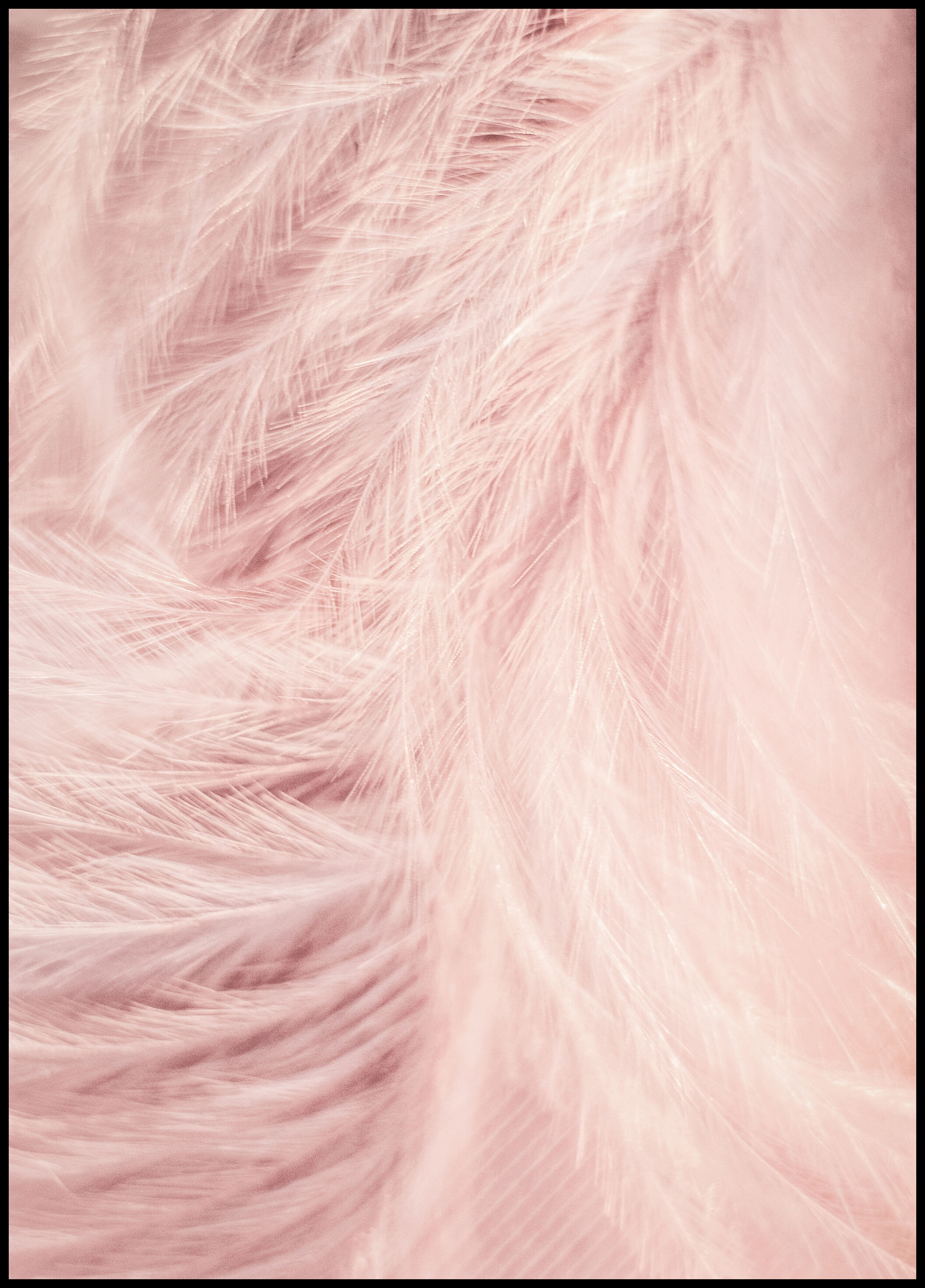 Lagervaror egen produktion Pink Feathers Plakat (21x29.7 Cm (A4))