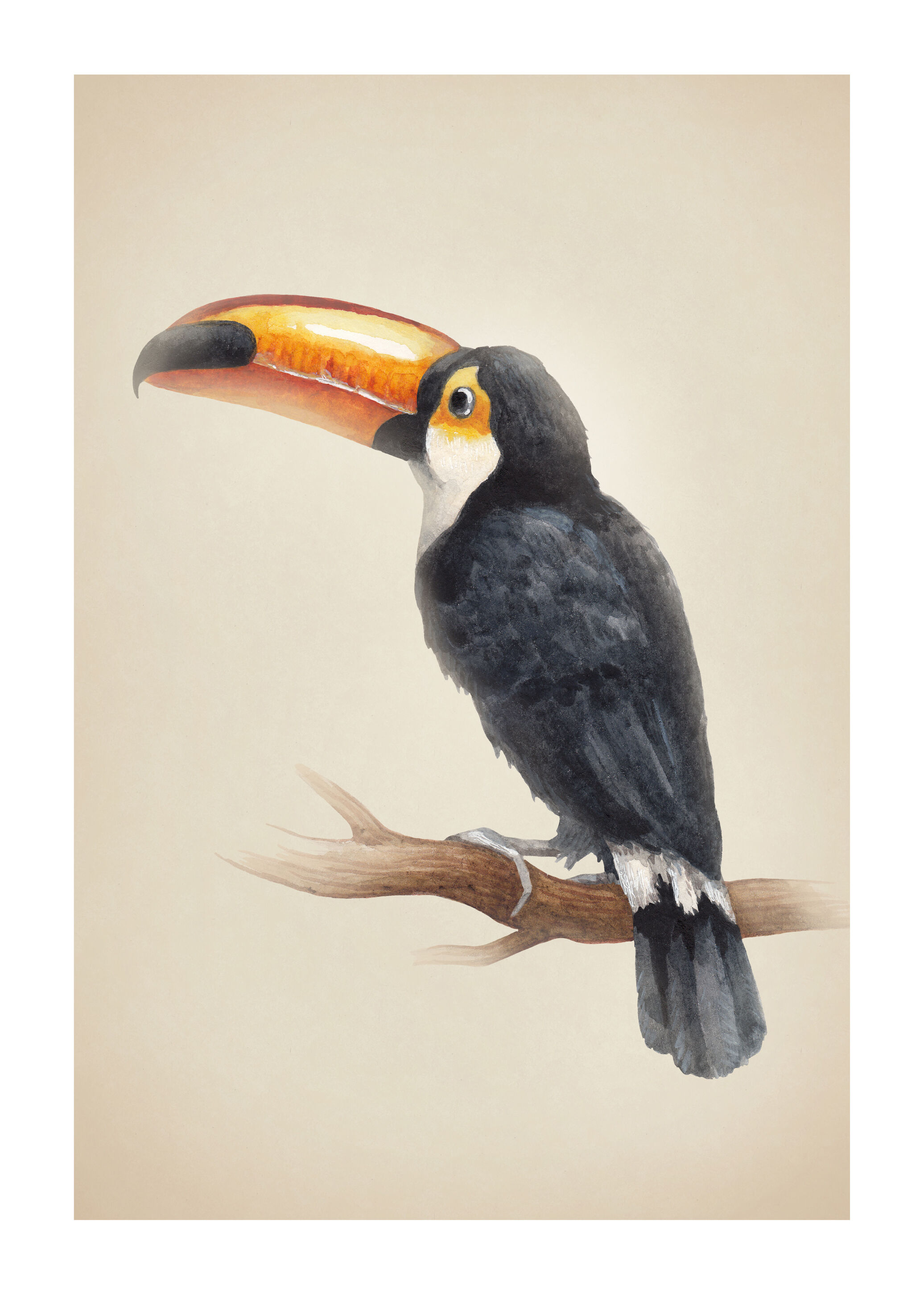 Lagervaror egen produktion Tropical Toucan Plakat (21x29.7 Cm (A4))