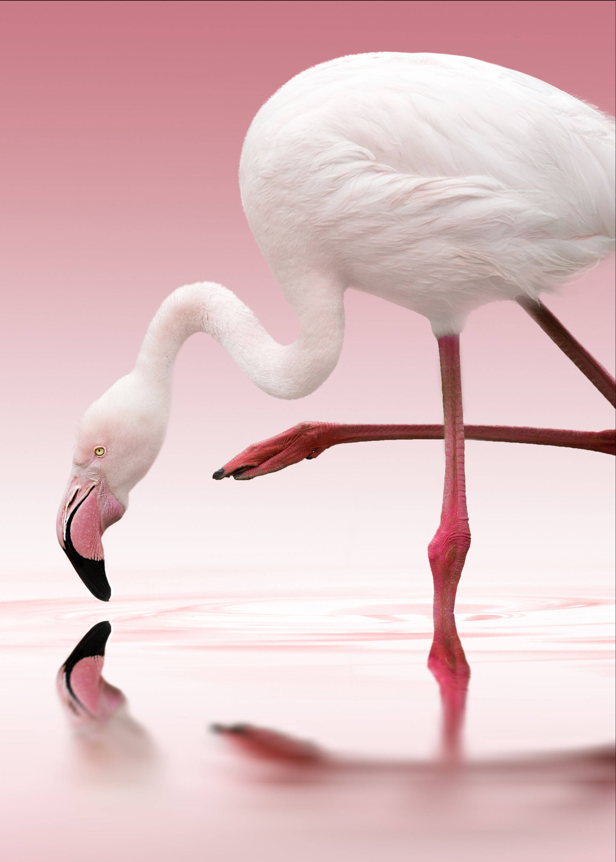 1x Flamingo Plakat (40x50 Cm)