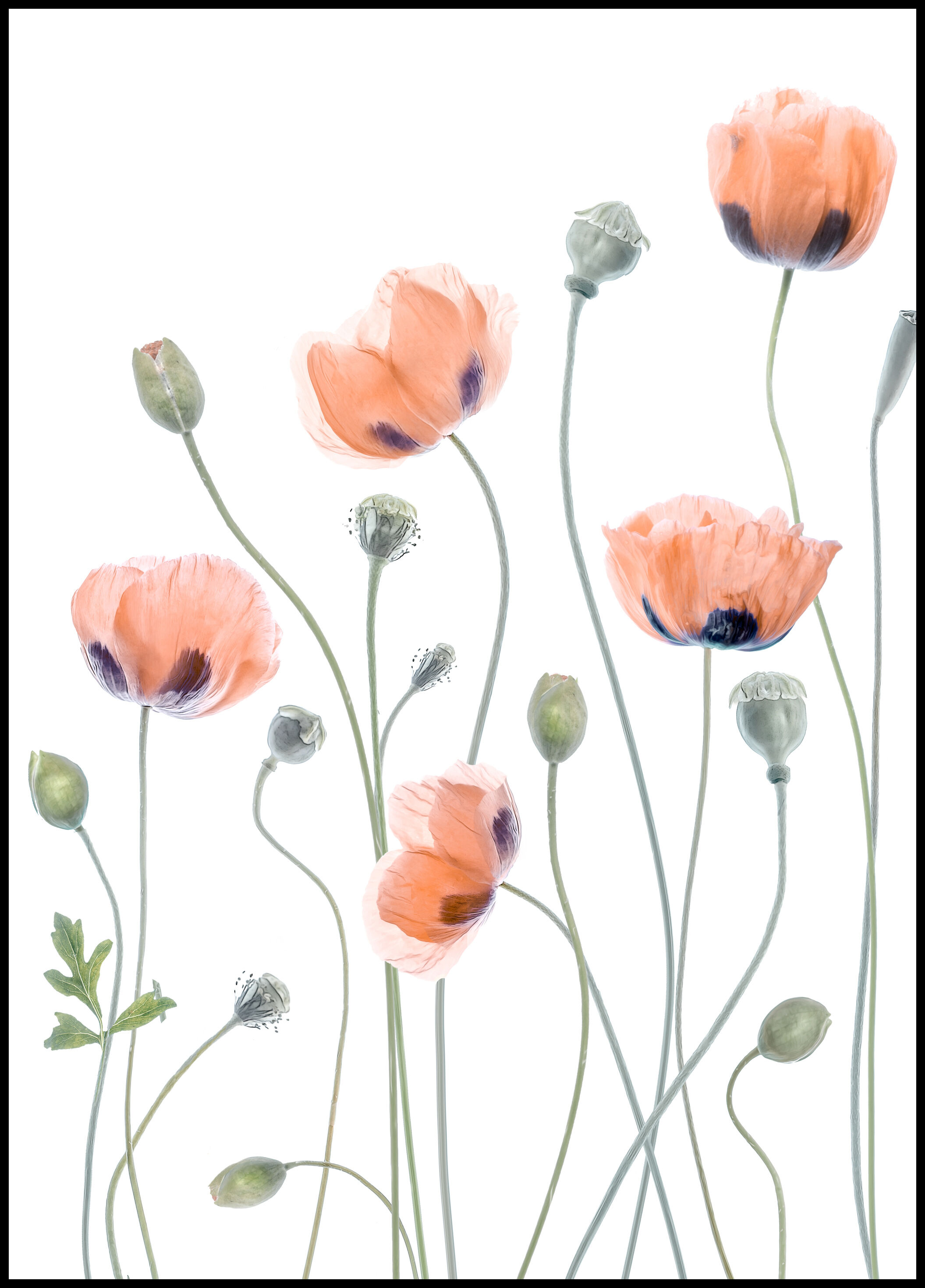 Lagervaror egen produktion Poppies Plakat (70x100 Cm)