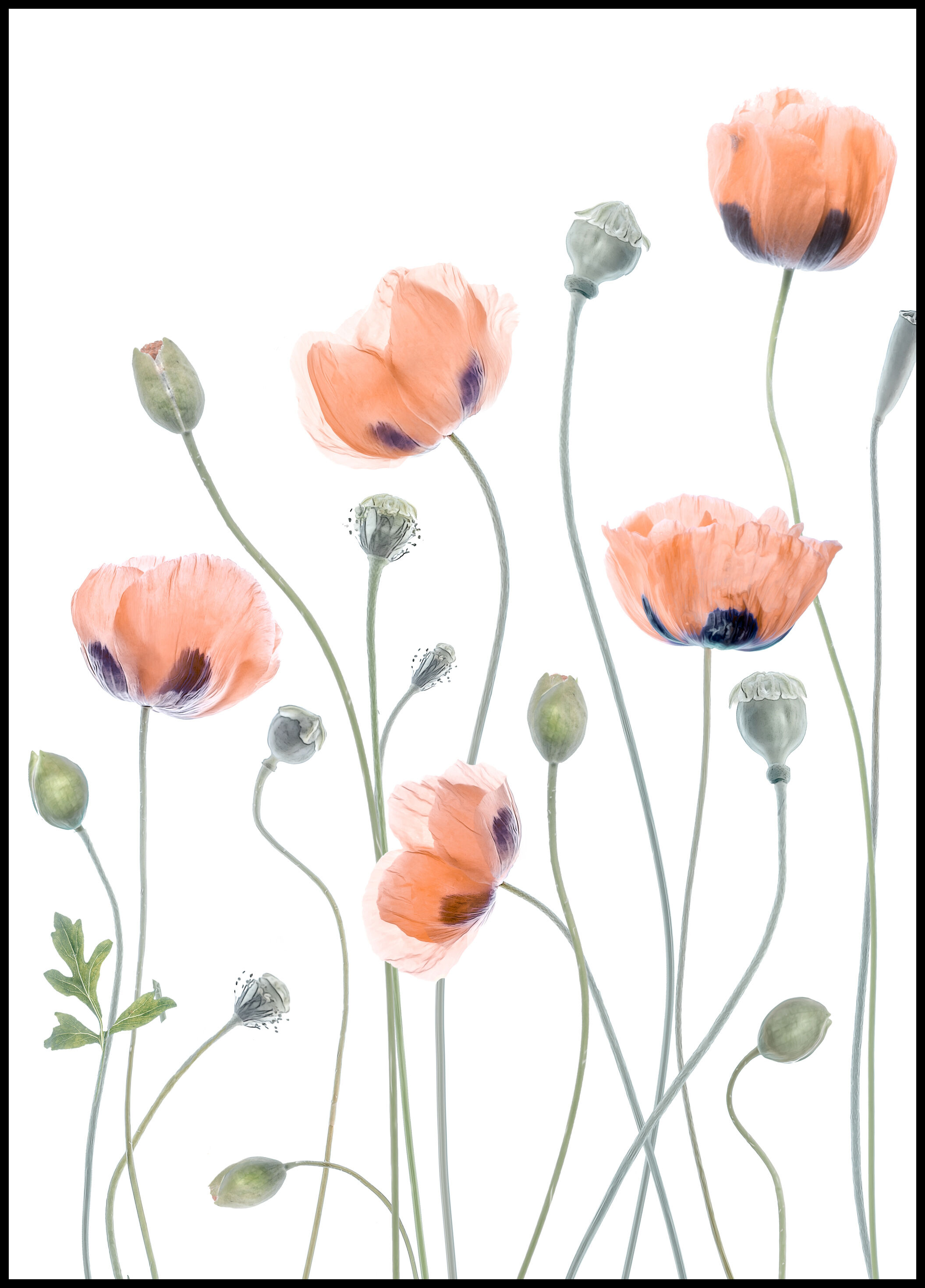 Lagervaror egen produktion Poppies Plakat (21x29.7 Cm (A4))