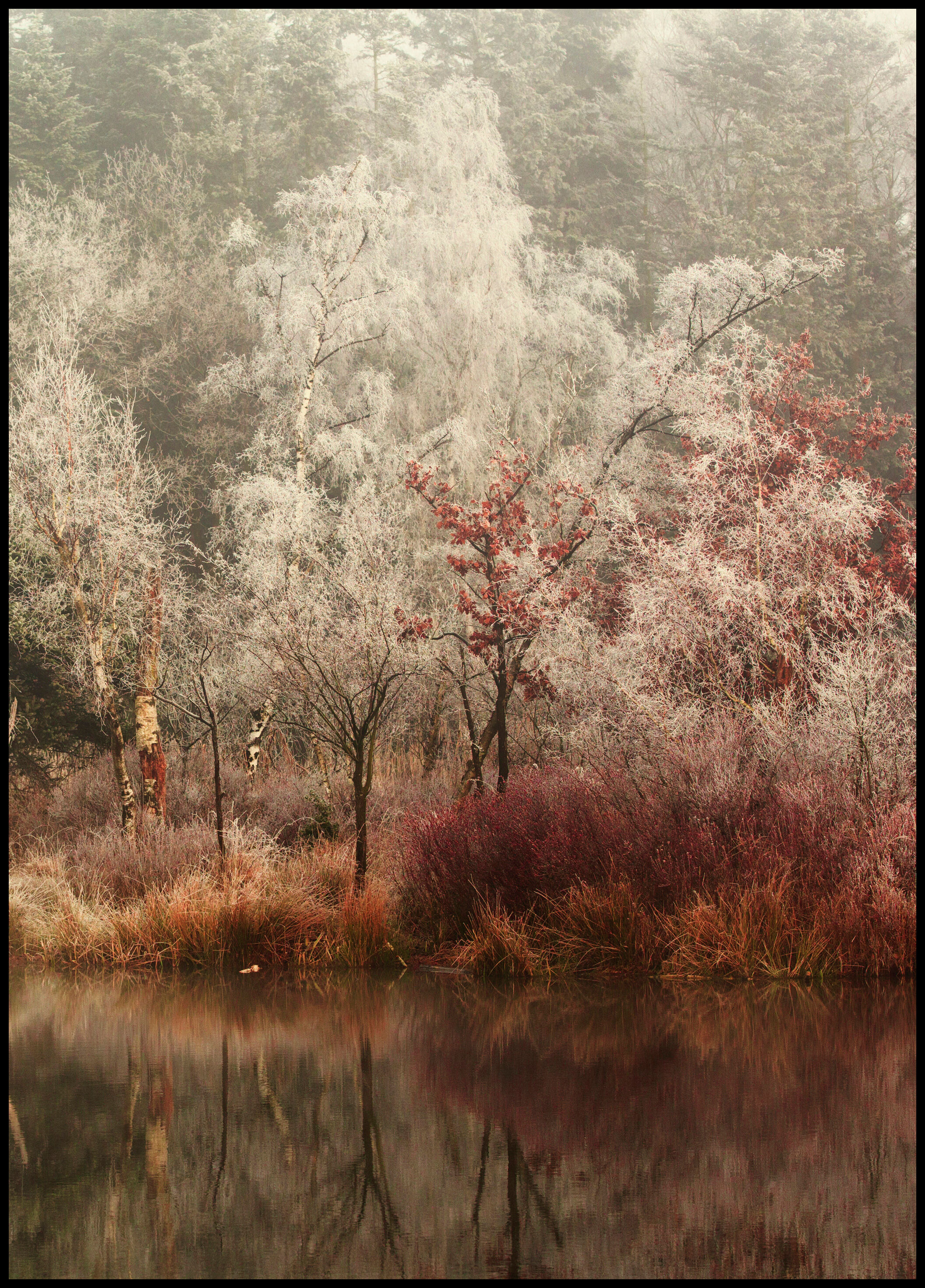 Lagervaror egen produktion Frozen Plakat (40x50 Cm)