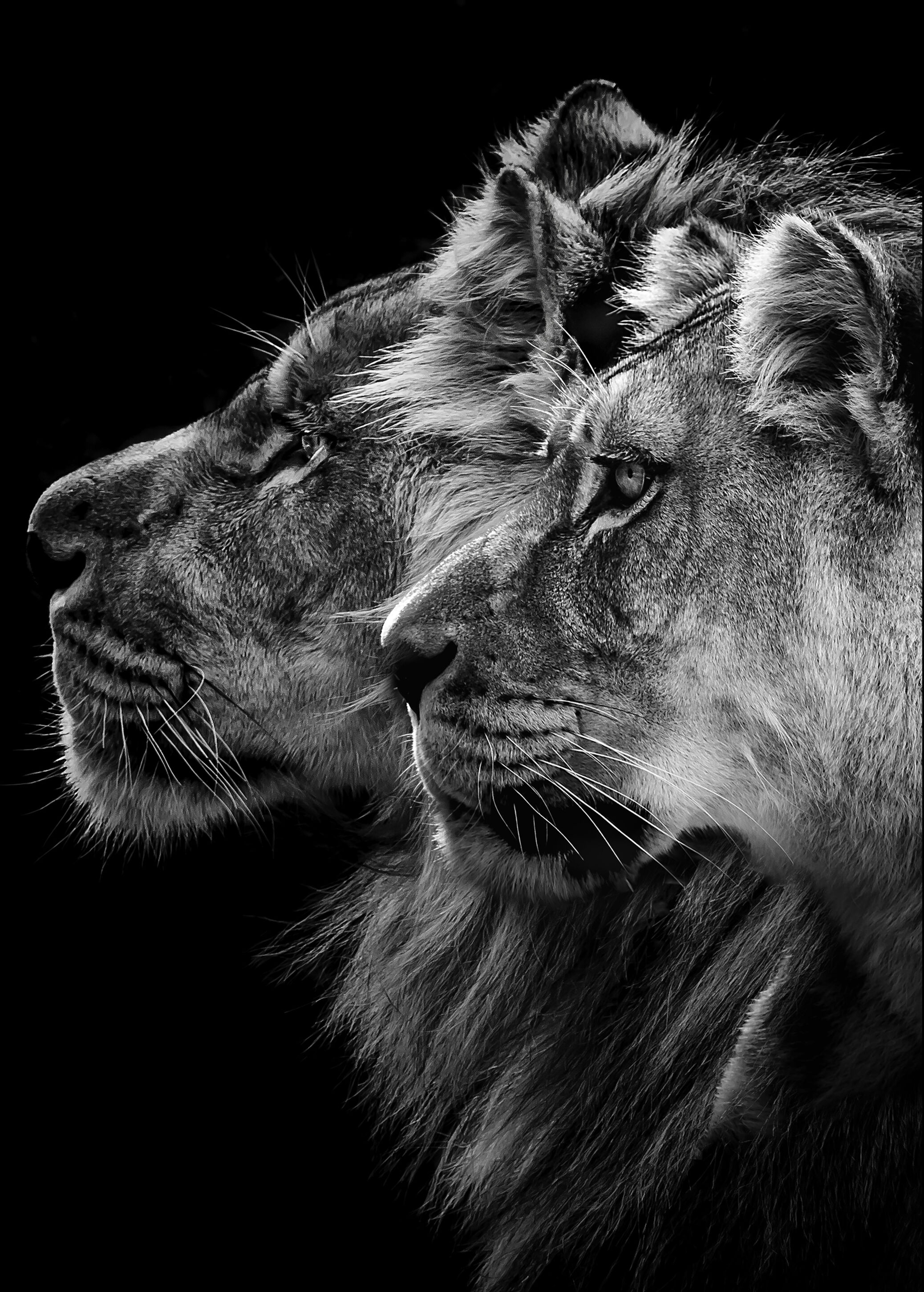 1x Lion And  Lioness Portrait Plakat (70x100 Cm)