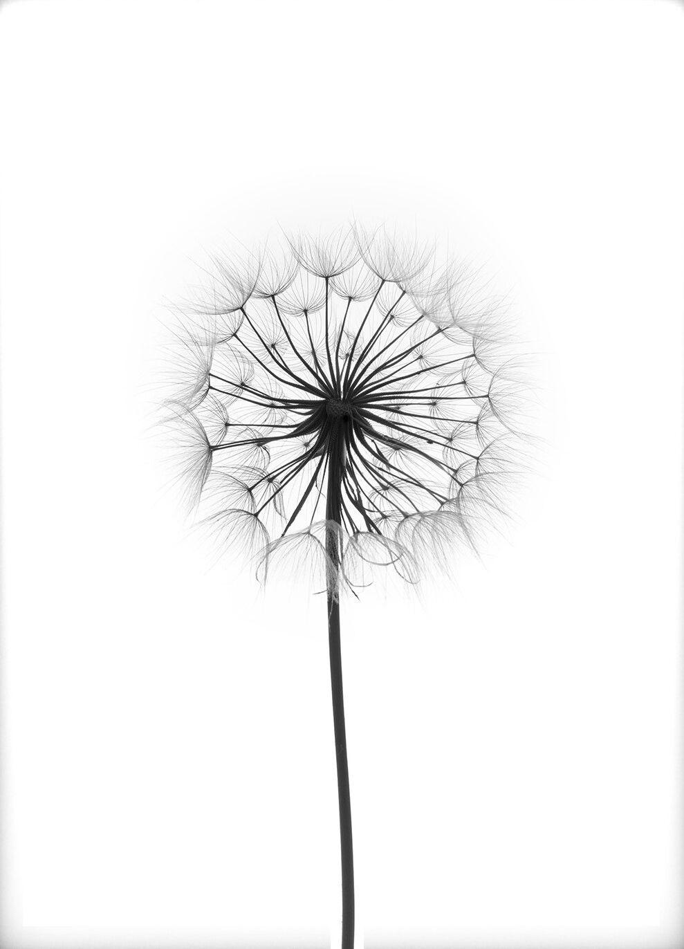 Lagervaror egen produktion Dandelion Plakat (30x40 Cm)