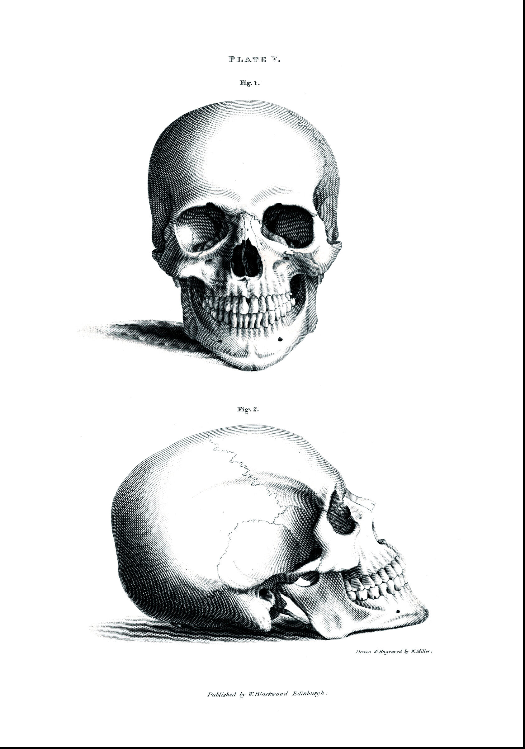 Lagervaror egen produktion Skull 1880 - Plakat (30x40 Cm)