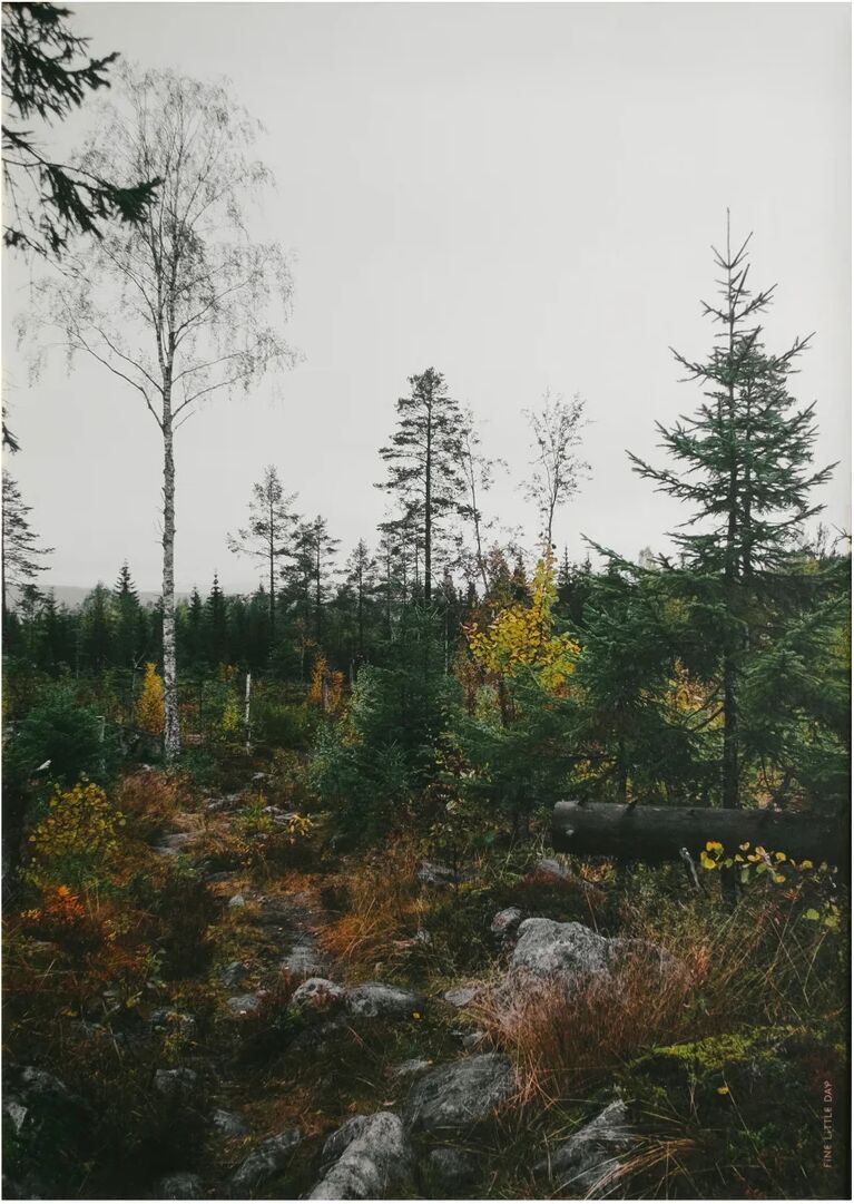 Fine Little Day Norrland poster 50x70 cm Grå-hvit