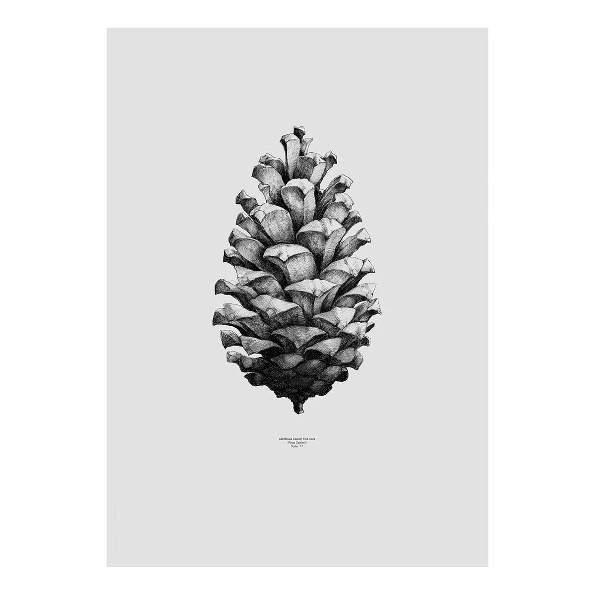 Paper Collective 1:1 Pine Cone poster grå 50x70 cm