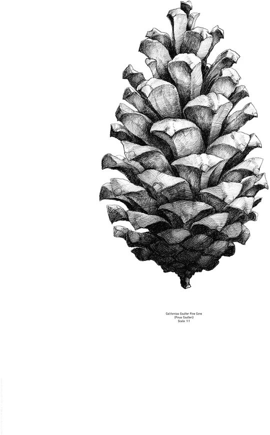 Paper Collective 1:1 Pine Cone poster hvit, 50x70 cm