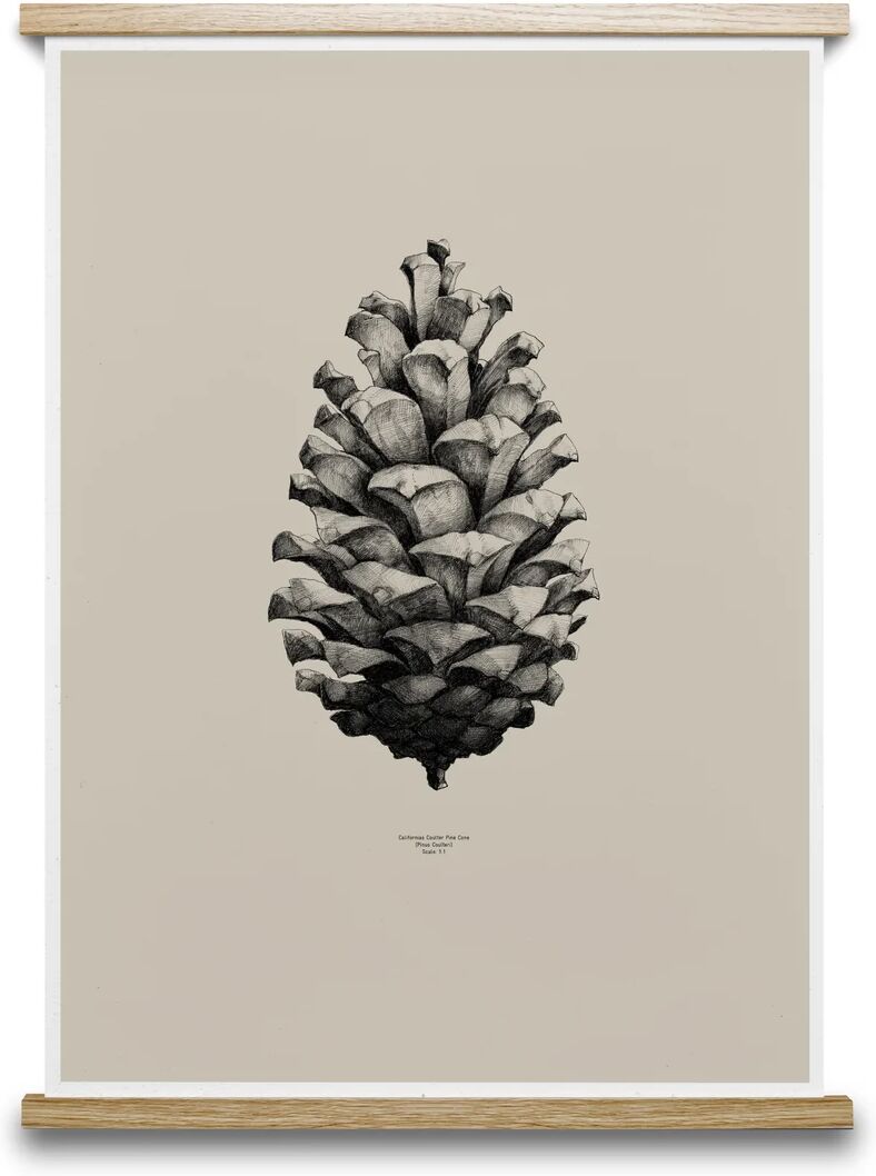 Paper Collective 1:1 Pine Cone poster sand, 50x70 cm