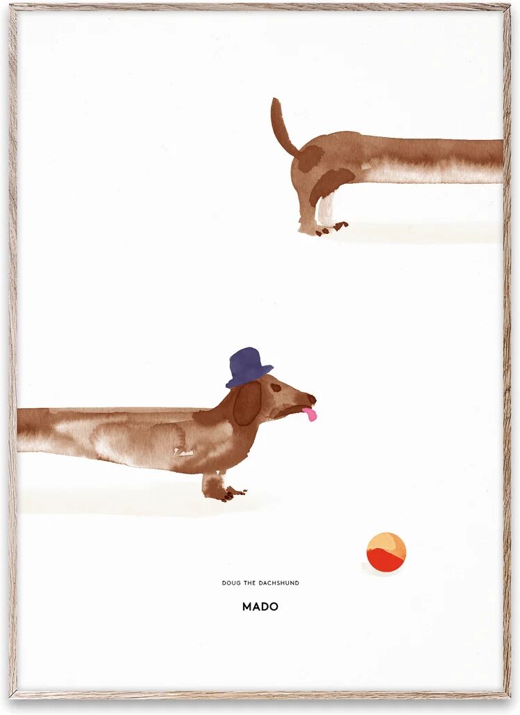 Paper Collective Doug the Dachshund poster 50x70 cm