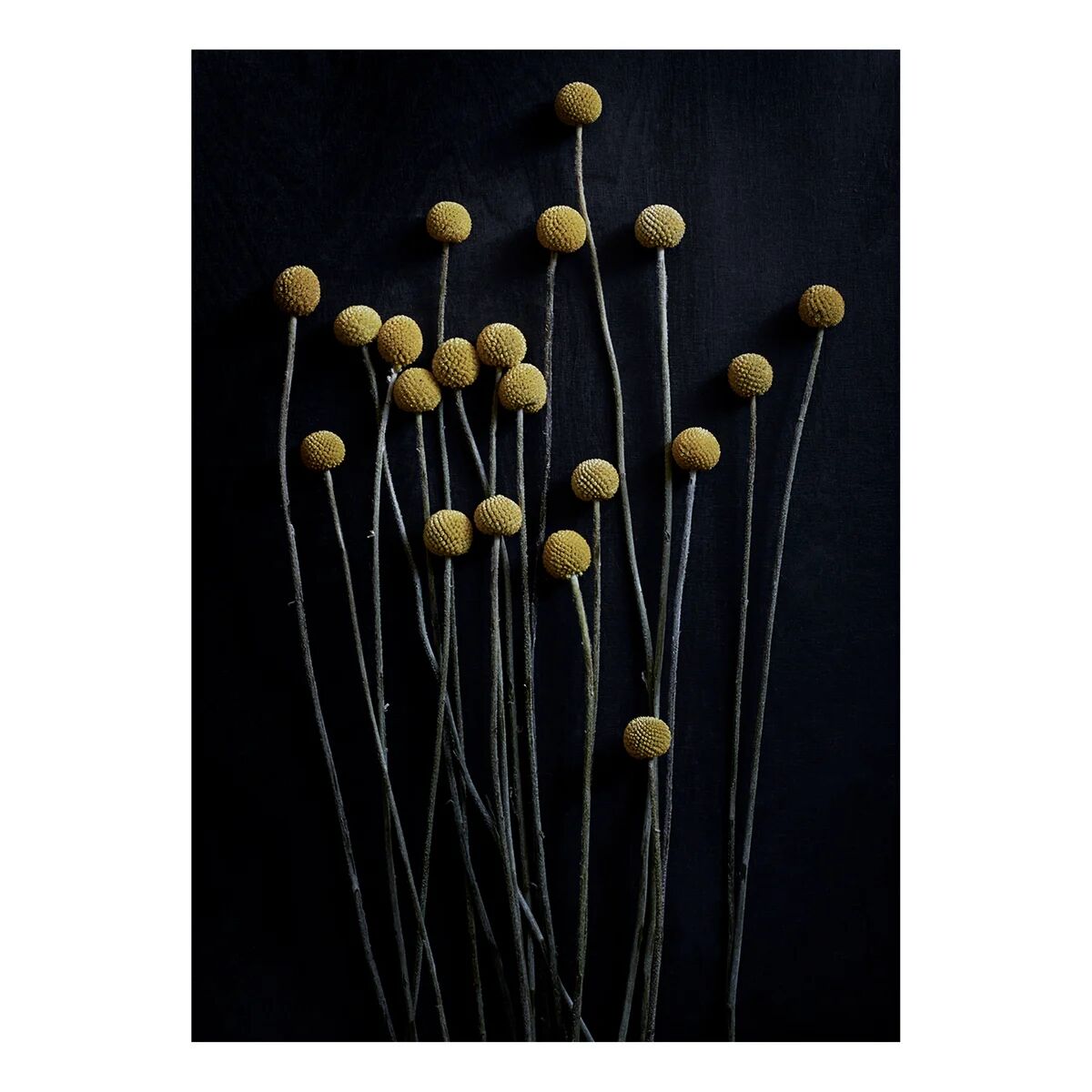 Paper Collective Stil Life 01 Yellow Drumsticks poster 30x40 cm