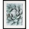 Dekoria Obraz Succulents II 40x50cm - Size: 40x50cm