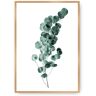 Dekoria Plakat Eucalyptus Emerald Green - Size: 70 x 100 cm