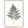 Dekoria Plakat Fern Grey - Size: 40 x 50 cm