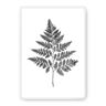 Dekoria Plakat Fern Grey - Size: 40 x 50 cm