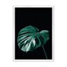 Dekoria Plakat Dark Monstera - Size: 70 x 100 cm