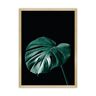 Dekoria Plakat Dark Monstera - Size: 50 x 70 cm