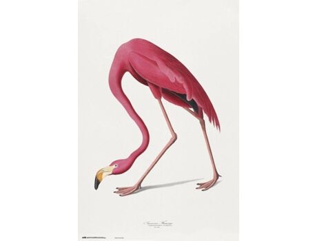 Erik Editores Poster Flamingo Americano