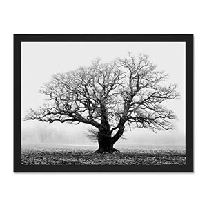 Wee Blue Coo Old Oak Tree Black White Mist Fog Photo Art Large Framed Art Print Poster Wall Decor 18x24 inch