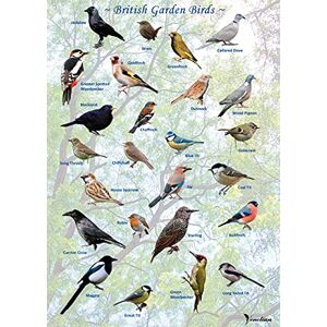 VENETIAN British Garden Birds Poster, multicoloured, 297 x 210 mm, Living Room