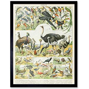 Artery8 Millot Encyclopedia Page Birds Ostrich Emu Art Print Framed Poster Wall Decor 12x16 inch