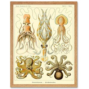 Wee Blue Coo Nature Ernst Haeckel Octopus Biology Germany Vintage Art Print Framed Poster Wall Decor 12X16 Inch