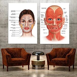 YHXCT Facial Anatomy Muscle Vessels Detailed Art Print Educational Science Doctor Art Deco Poster Medical Wall Picture For Hospital Clinic Décor Wall Art Murals Handmade Prints, 24 x 32 inches