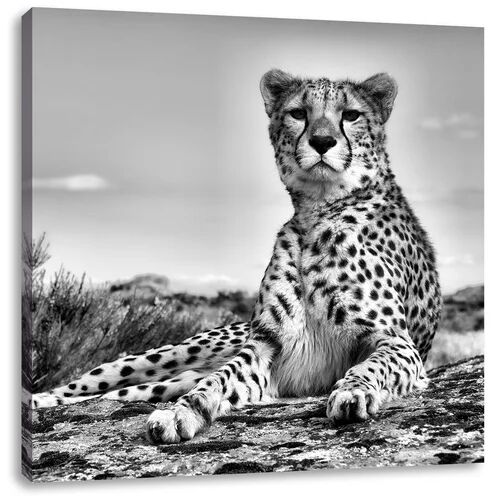 East Urban Home Cheetah in the Savannah Photographic Art Print on Canvas East Urban Home Size: 60cm H x 60cm W  - Size: Mini (Under 40cm High)